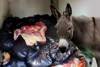 At-Eşek Eti Skandalı: 5 İlimde Çok Sayıda İşletme Yakalandı!